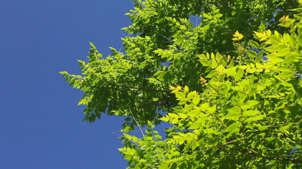 Green Leaves