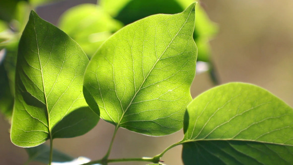 Bright Green Leaves