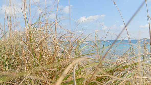 Beach Grass