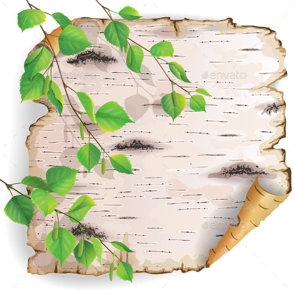 Piece of Birch Bark - Seasons Nature