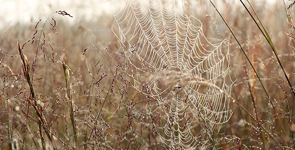 Spider Web Blows in the Breeze