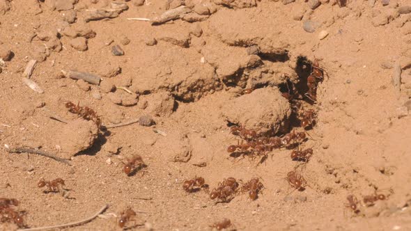 Red Ant Colony Slow Motion