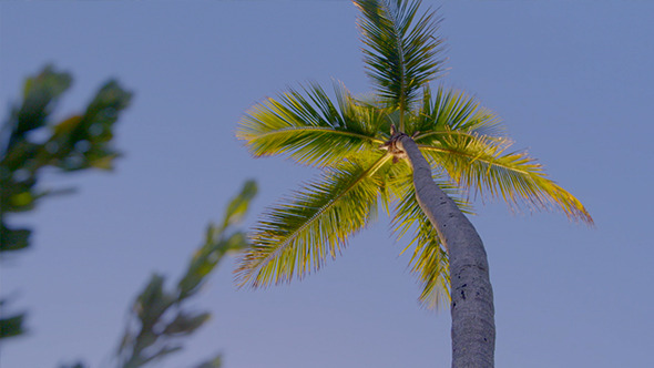 Palm in the Wind