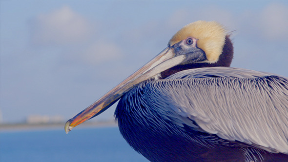 Pelican 03