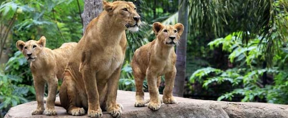 Lions