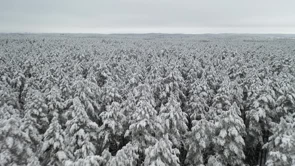AERIAL: Icy Cold Weather with Drone Flying Over Forest with Grey Colour Sky 