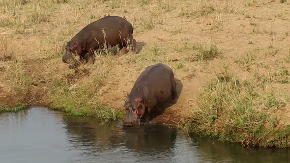 Hippopotamus Entering Water - Kruger National Park alt