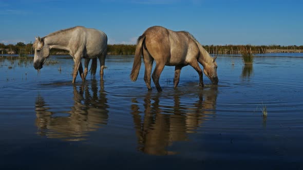 White camargue horses, Camargue, France alt