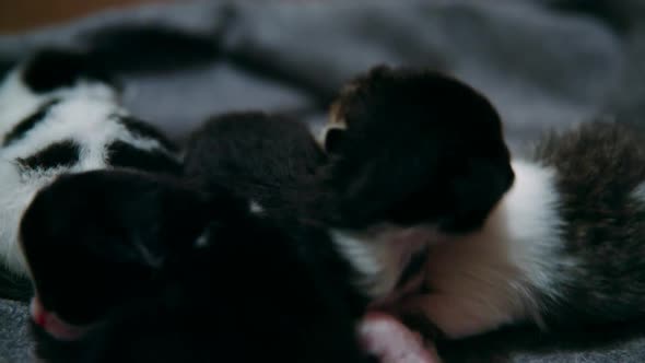 Four 1-week-old kittens crawl and cuddle over each other alt