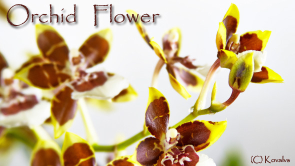 Opening Orchid Flower