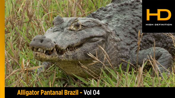Alligator Pantanal Brazil - Vol 04