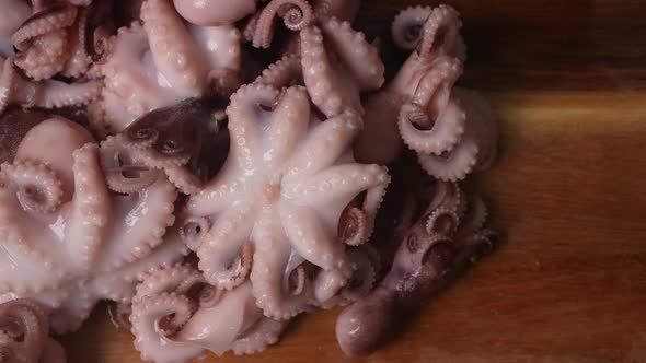 Fresh Baby Octopuses 45 alt