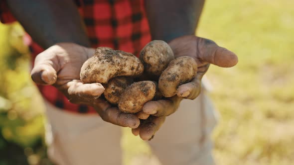 African Farmer Holding Raw Potatoes in His Hands. Low Angle Shot alt