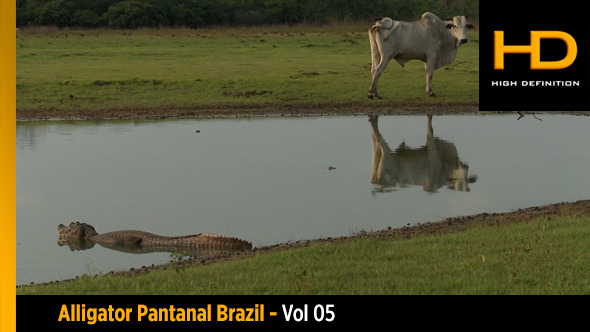 Alligator Pantanal Brazil - Vol 05