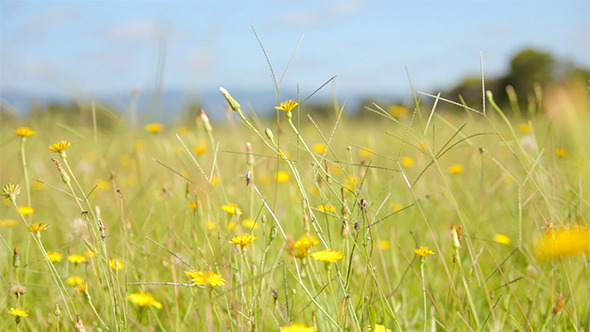 Field of Dandelions Swaying in the Wind alt