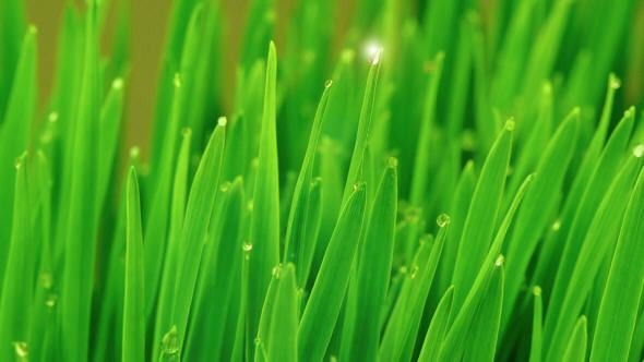 Fresh Green Grass with Raindrops, Stock Footage | VideoHive