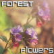 Spring Forest Flowers Spring Forest Flowers - VideoHive Item for Sale