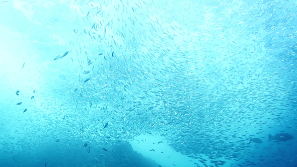 Fish Mexico Diving Baja California Sur 27 alt