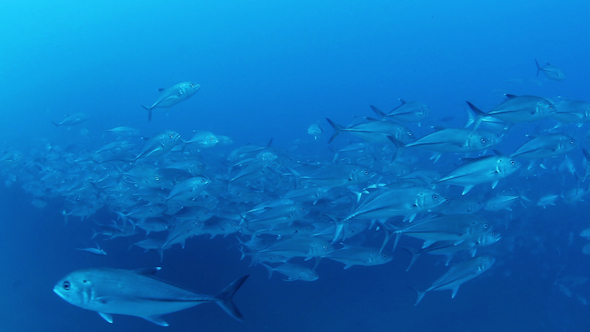 Fish Mexico Diving Baja California Sur 3 alt