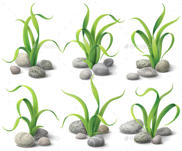 Algae and Stones Set - Flowers & Plants Nature