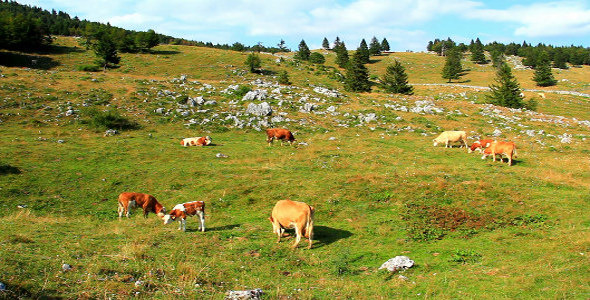 Cows in the Summer Mountains