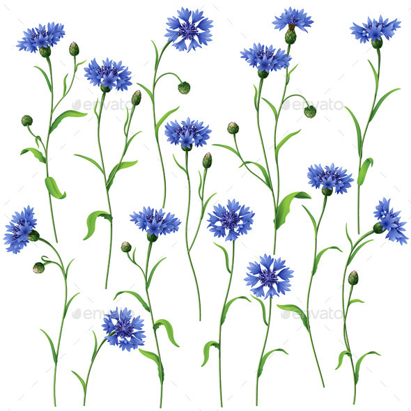 Blue Cornflowers Set - Flowers & Plants Nature