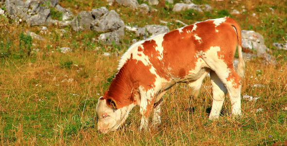 Young Calf on the Pasture