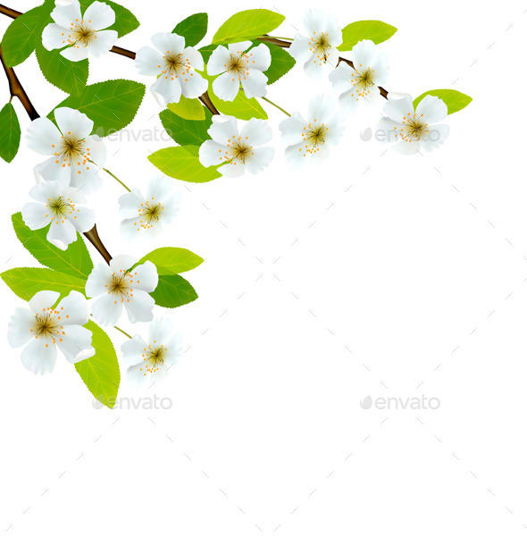Blossoming Tree Branch with Spring Flowers - Flowers & Plants Nature