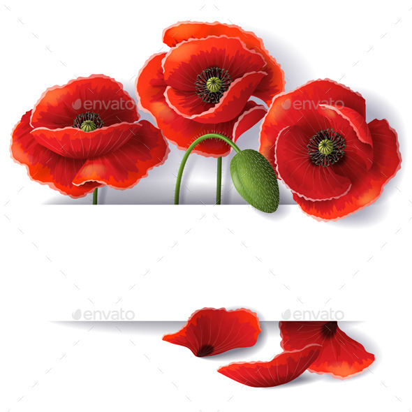 Red Poppy Flowers - Flowers & Plants Nature