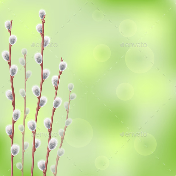 Willow Catkins - Seasons Nature