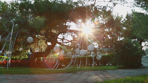 Beautiful Tree At Sunset