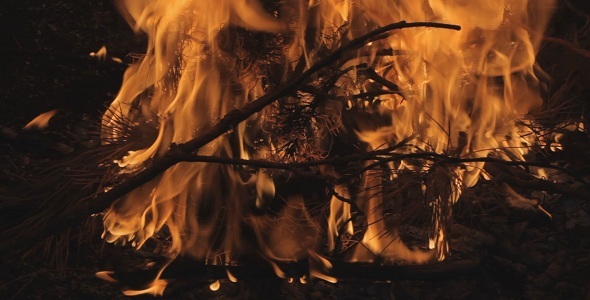 Fire In Forest  -  5 alt