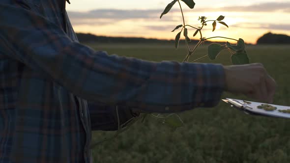 Two Farmers Explore Soybean Plants in a Crop Field