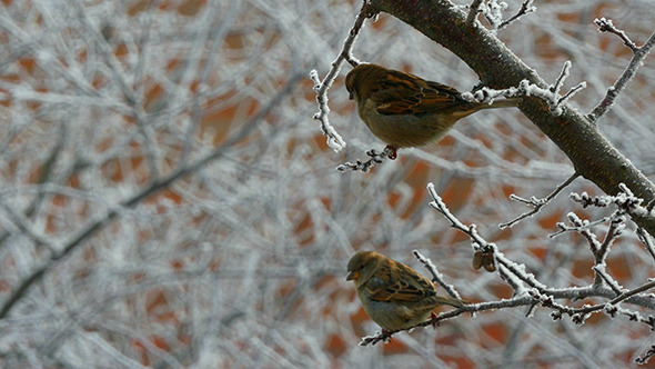 Sparrows In The Tree In Winter alt