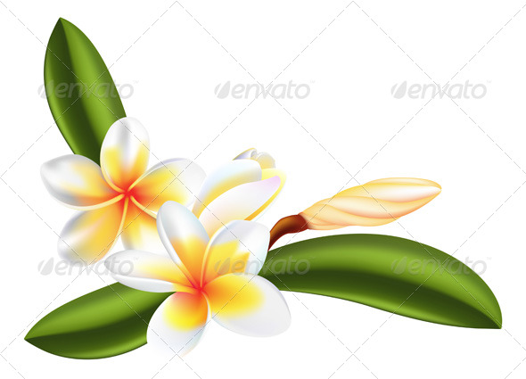Frangipani or Plumeria Flower