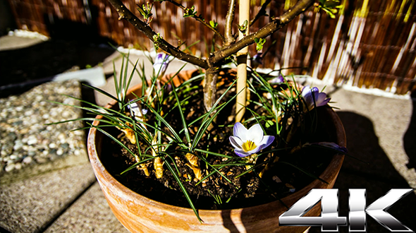 Blooming Flower on a Sunny Spring Day