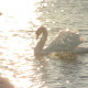 Swan on the Sunset - VideoHive Item for Sale