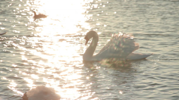 Swan on the Sunset