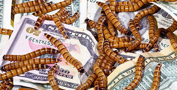 Ugly Worms Crawling over Dollar Banknotes