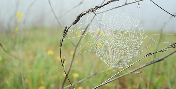 Dewy Spiderweb Sways in Wildflower Meadow