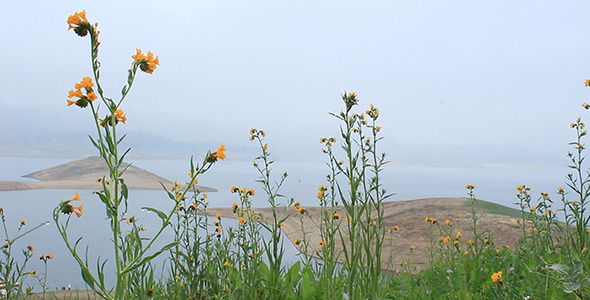 Wildflowers over Drought-Stricken Lake alt