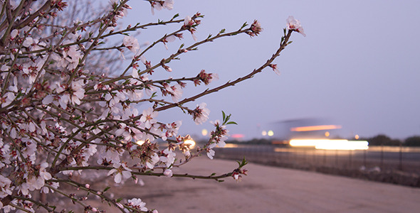 Spring Blossoms along a California Freeway