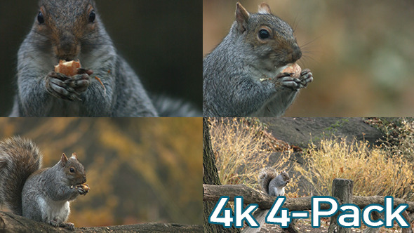 Squirrel (4 pack)