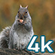 Squirrel - VideoHive Item for Sale