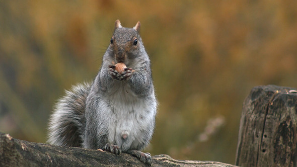 Squirrel alt