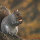 Squirrel - VideoHive Item for Sale