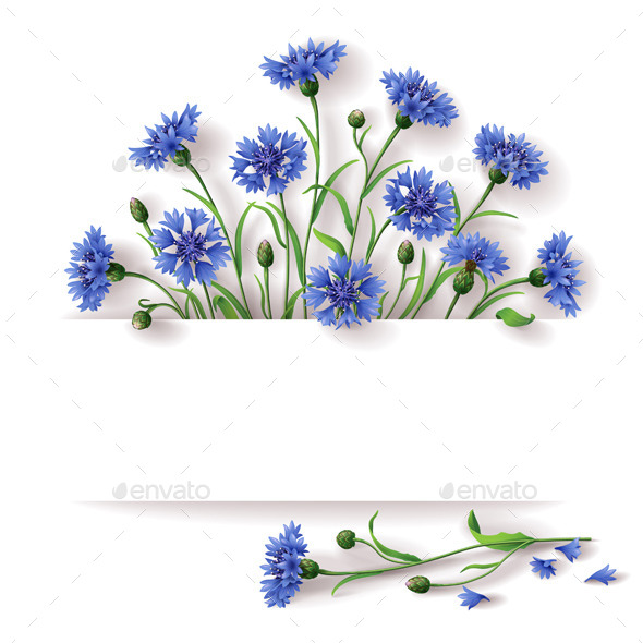 Blue Cornflowers - Flowers & Plants Nature