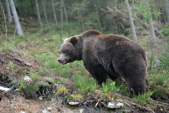 Bear - Stock Photo - Images