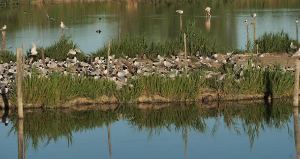 A flock of Mediterranean gull (Ichthyaetus melanocephalus), during the egg incubation time, Camargue alt