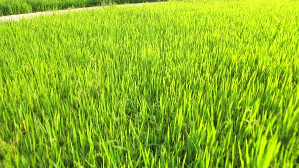 Aerial view drone flying over of agriculture in paddy rice fields for cultivation.